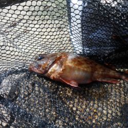 ロックフィッシュ 三種類